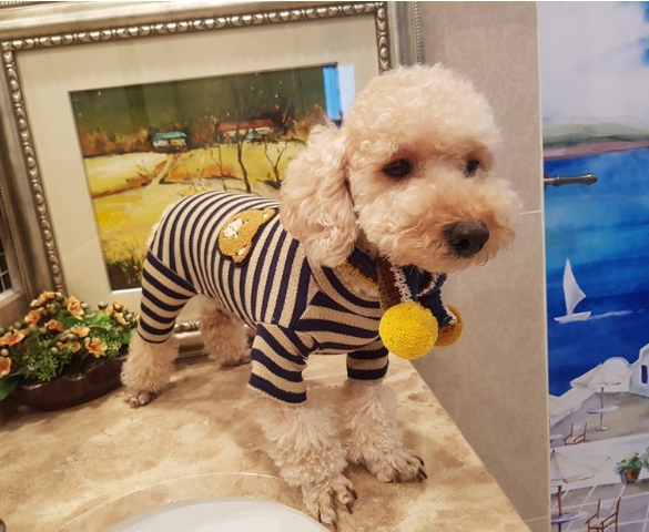 DOGMOM Knit Bear One-Piece - Dotrade Express. Trusted Korea Manufacturers. Find the best Korean Brands